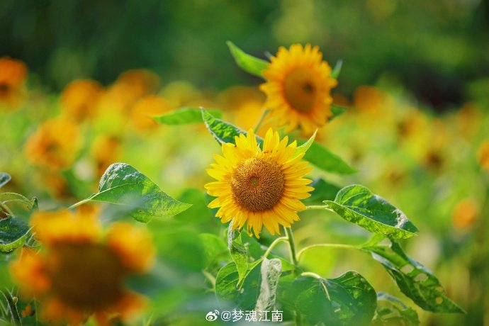 青青园中葵,朝露待日晞。花开能向日,花落委苍苔……