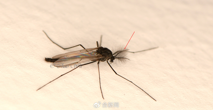 安徽雪地拍到蚊坚强|安徽省|摄影|吴超|抗寒生物|阜阳市_新浪新闻