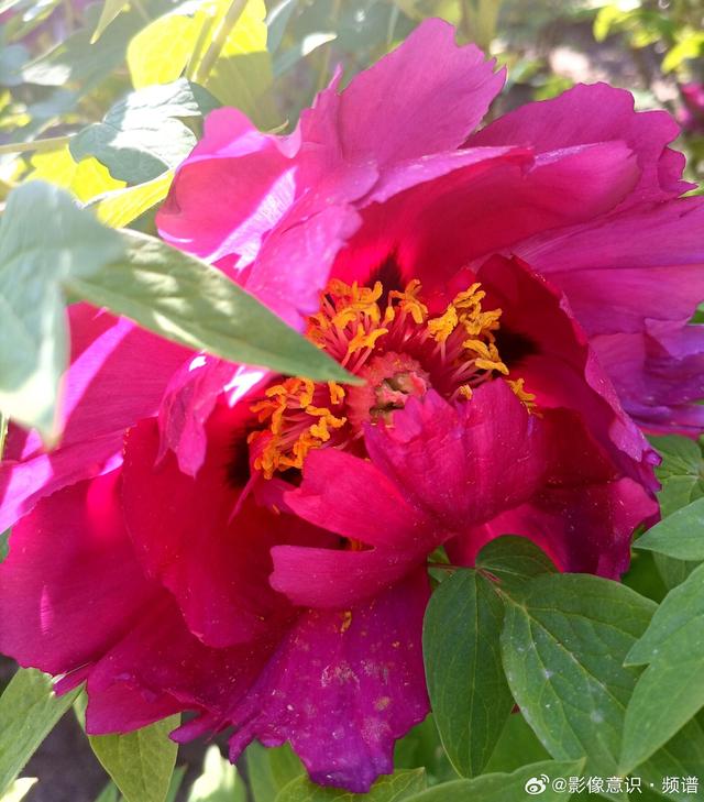 日灼红焰，风递清香.芍药花开.晨跑随拍随喜.