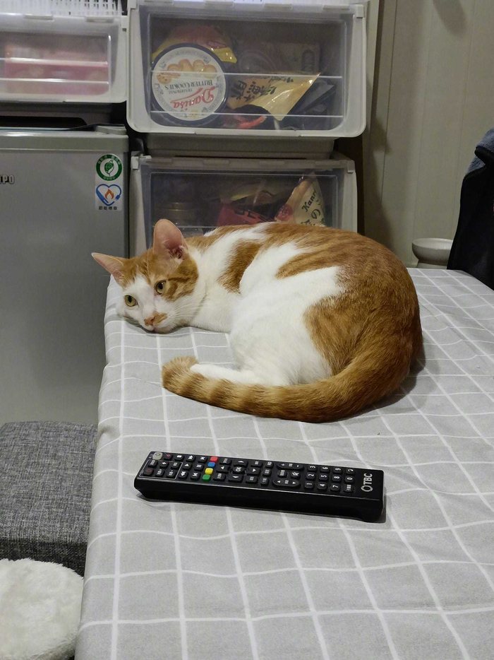 主人看着猫十几分钟了,它也没有要睡觉的意思,就这样静静地