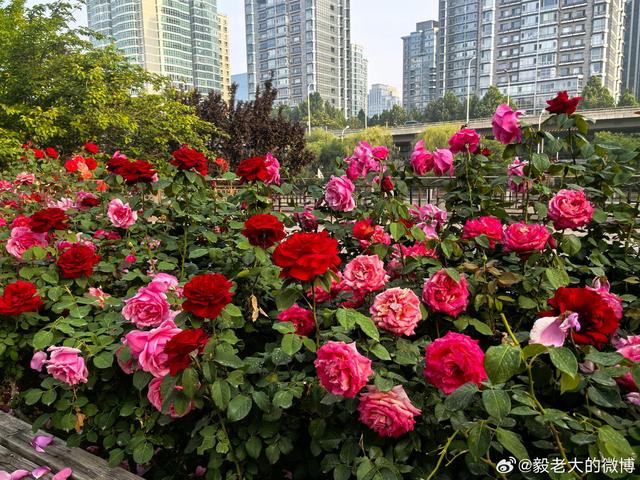 321，北京通惠河畔庆丰公园里，繁花似锦