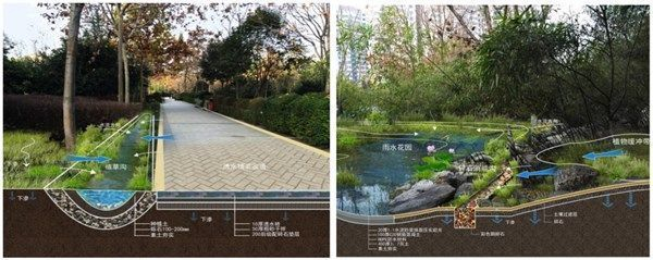 啥是植草沟,和海绵城市有什么关系,30秒让你懂!|设计|植物|雨水|径流|金叶_新浪新闻