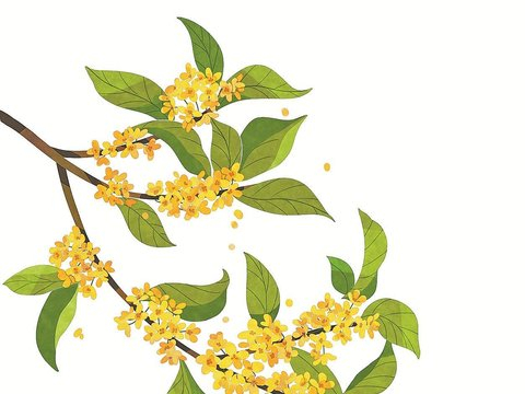 瓶子里的桂花