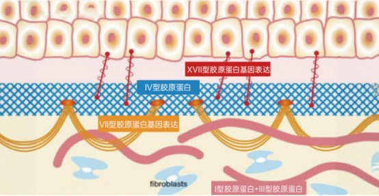 胶原原生goa重磅发布,开启抗衰护肤新篇章