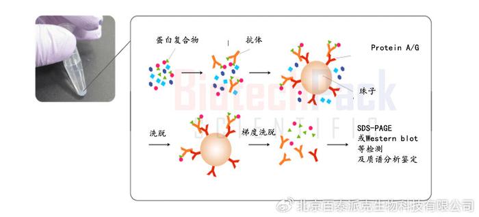 co-ip ms技術包括以下幾個主要步驟:二,co-ip ms的步驟共免疫沉澱質譜