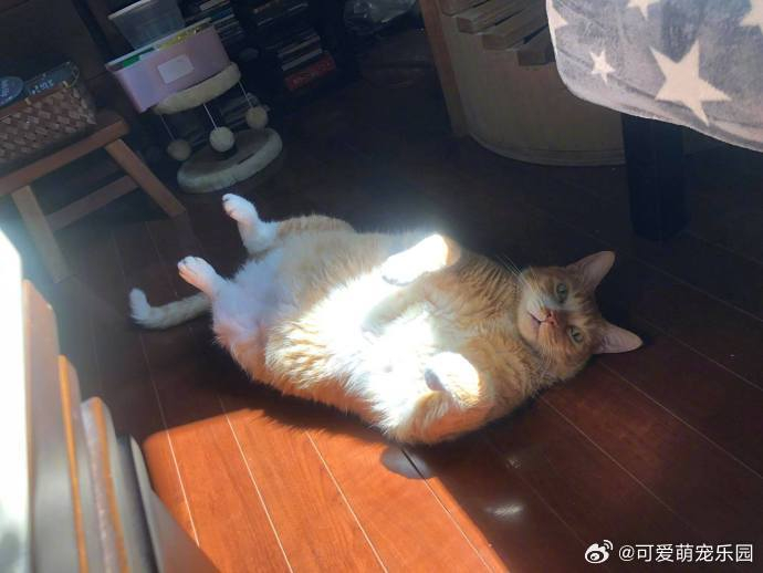 大橘猫在家里翻着肚子晒太阳,感觉好自在呀!
