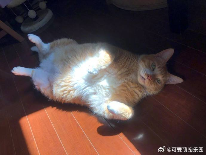 大橘猫在家里翻着肚子晒太阳,感觉好自在呀!