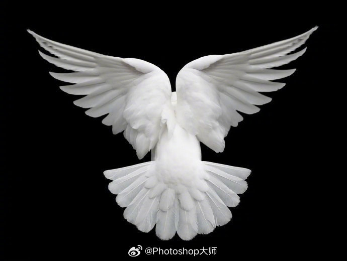 展翅高飞的白鸽9415