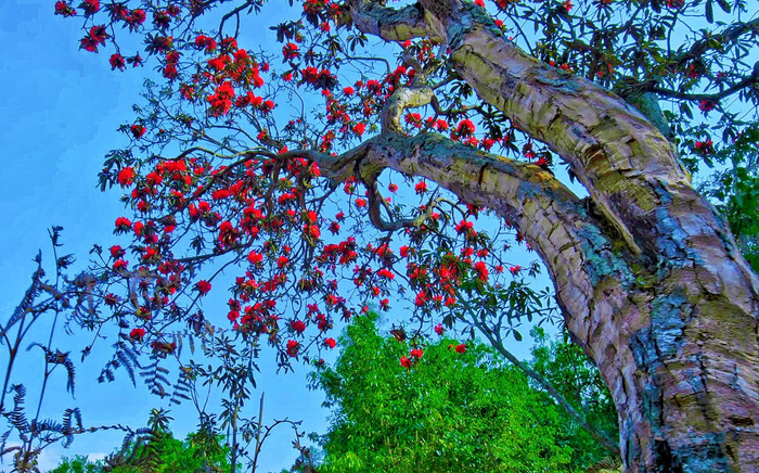 红河弥勒彝山马缨花斗艳添春色