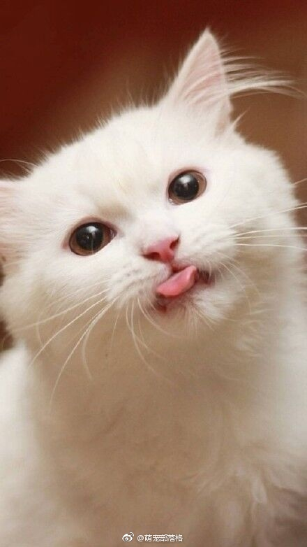 猫咪们的吐舌杀感觉自己失血严重了