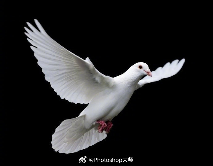 展翅高飞的白鸽9415