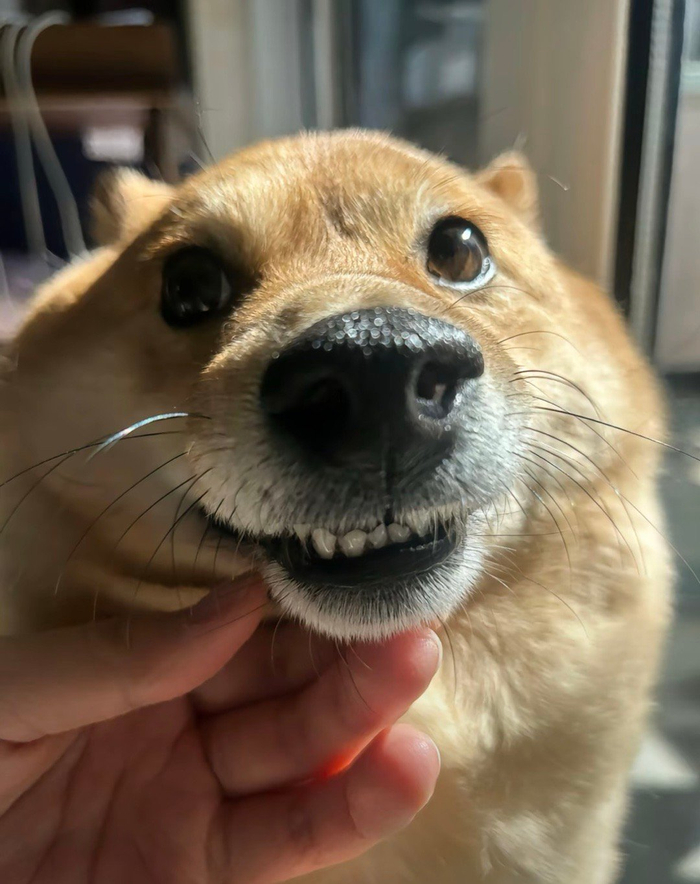 狗子贱贱的表情包