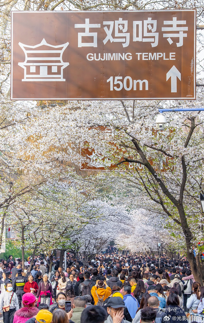 极美南京三月追花鸡鸣寺最美樱花大道汇入人海遇见花海