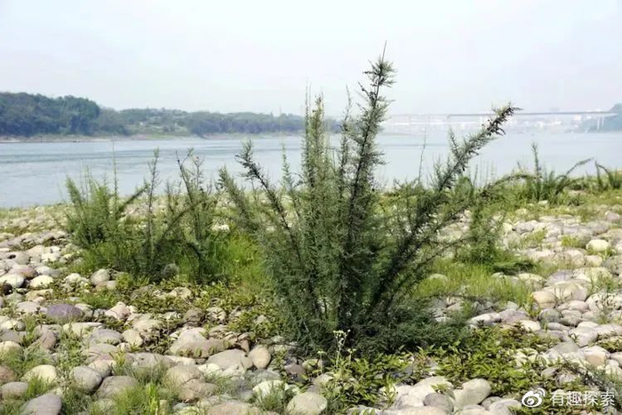三峡库区拍到极濒危物种疏花水柏枝，叶针呈椭圆状，不怕洪水淹|宜昌市|湖北省|三峡水库|长江|长江流域_新浪新闻