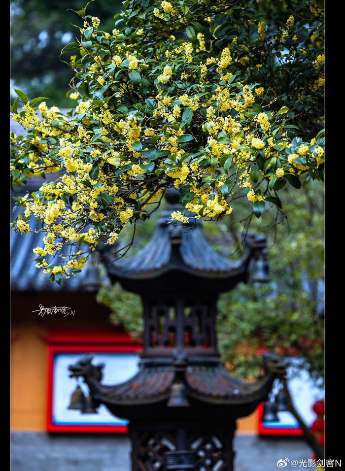 极美南京灵谷寺禅境桂花香