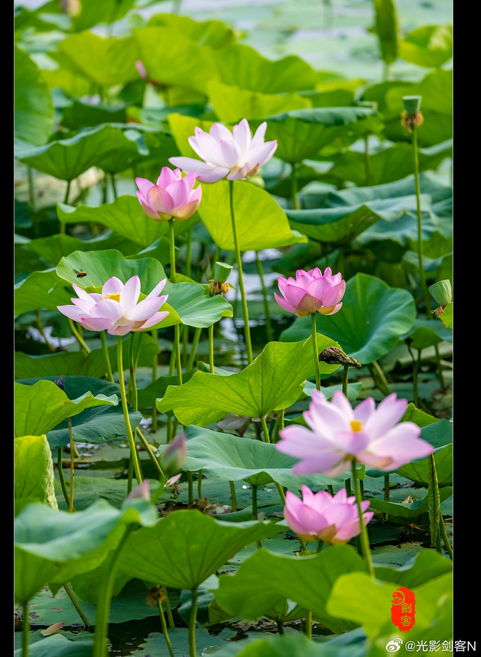 极美南京,六月,盛开的荷花(南京玄武湖公园)
