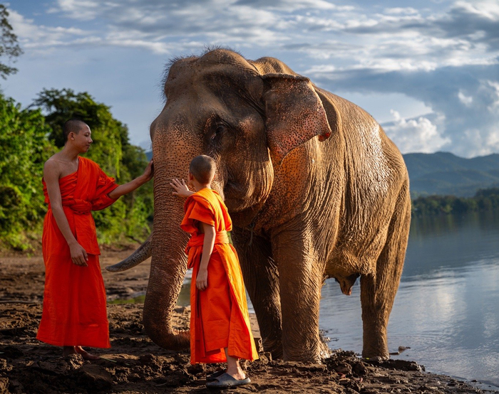 大象在老挝人心里有着意义非凡的存在