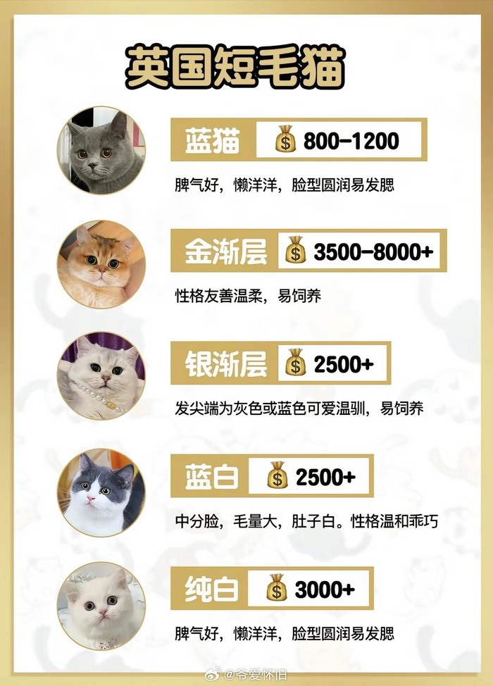 猫咪品种大全