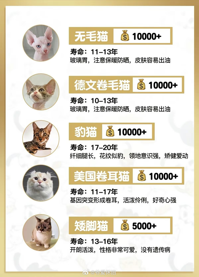猫咪品种大全