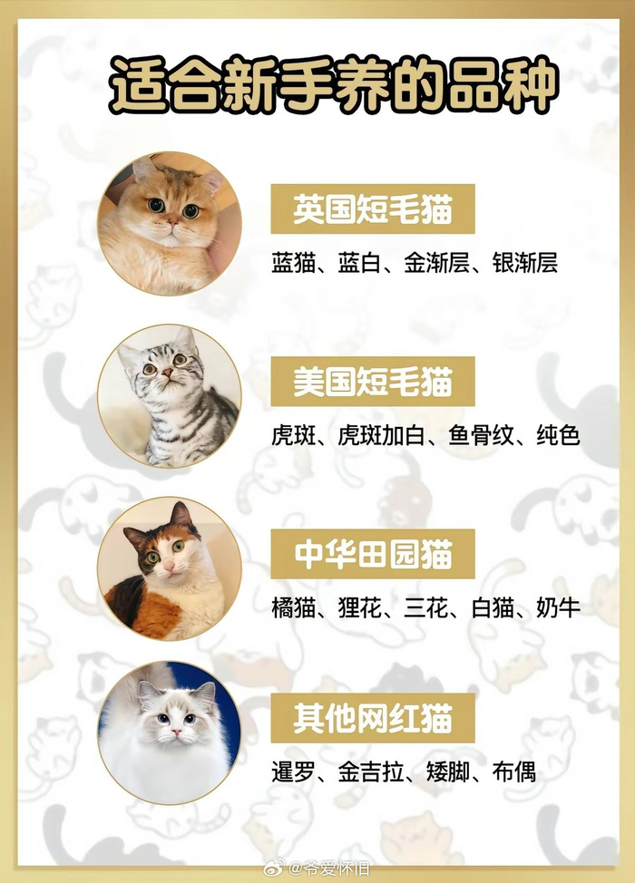 猫咪品种大全