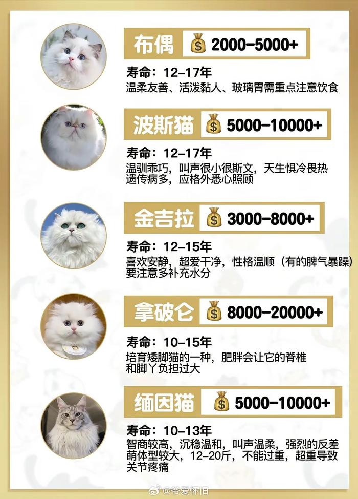 猫咪品种价格和图片图片