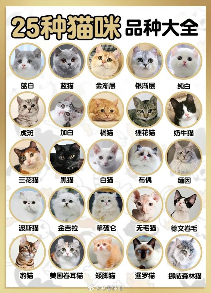 猫咪品种价格和图片图片