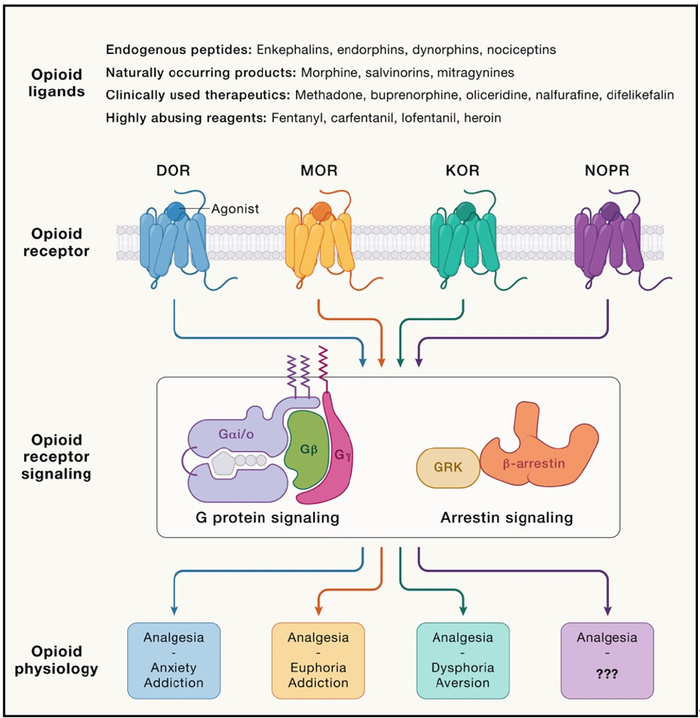 cell重要综述: 阿片类受体信号传导的分子基础