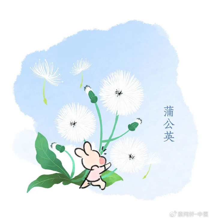 春天肝气旺易上火用一株排毒草清火散结身体不淤堵结节自己散