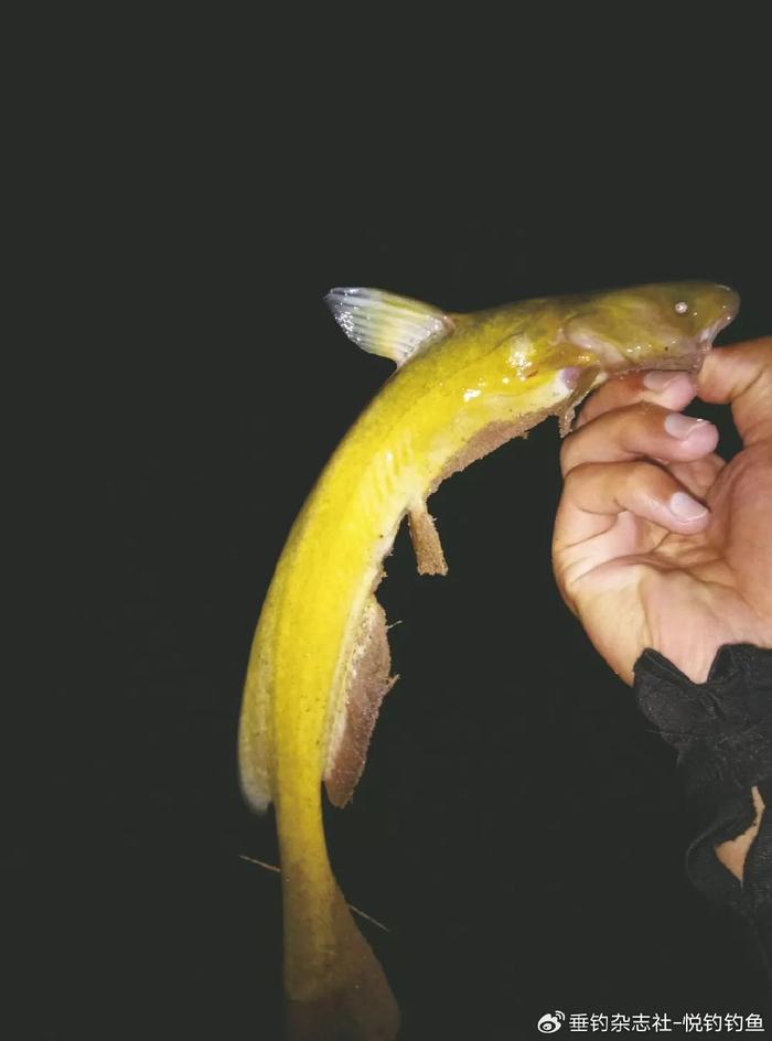 黄颜色和鲶鱼很像的鱼图片