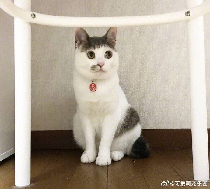 大眼睛齐刘海的喵星人,给人的感觉丑萌丑萌的!