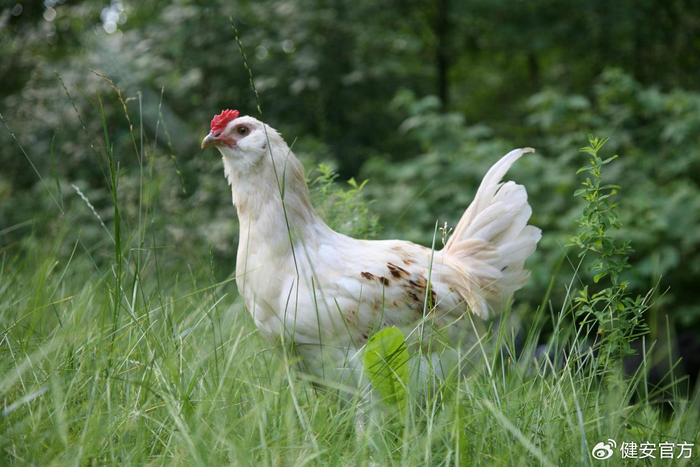 谷雨节气,畜禽养殖注意事项