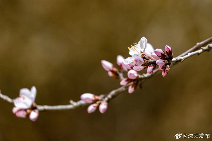 春风笑开颜!沈城桃花嫣然初放