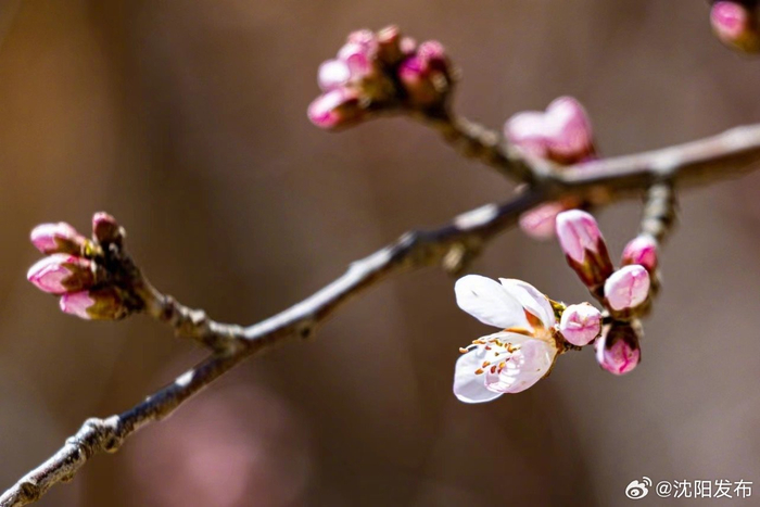 春风笑开颜!沈城桃花嫣然初放