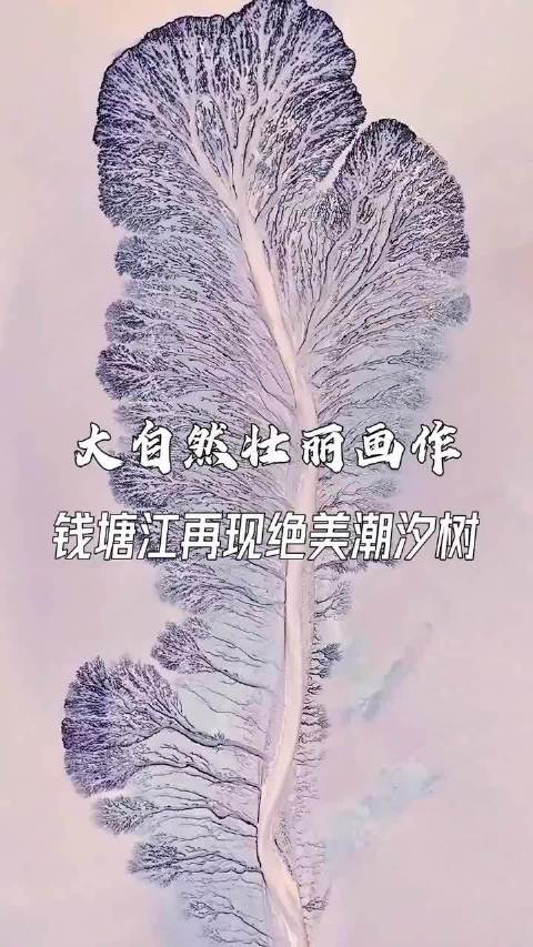 大自然的鬼斧神工钱塘江再现绝美潮汐树