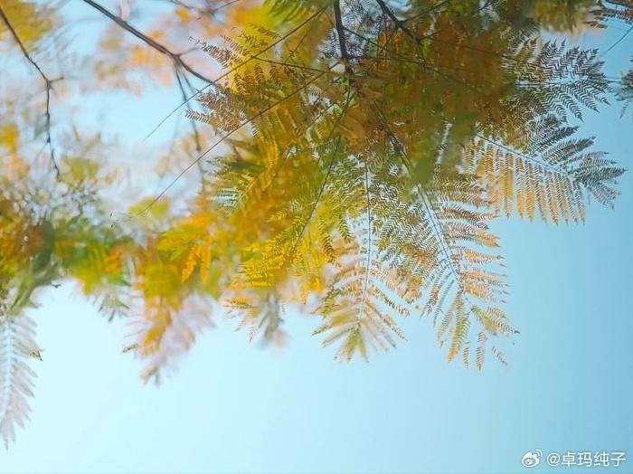 春风吹拂,农庄桃花盛开,如云似雪,绚丽夺目,蜜蜂忙碌