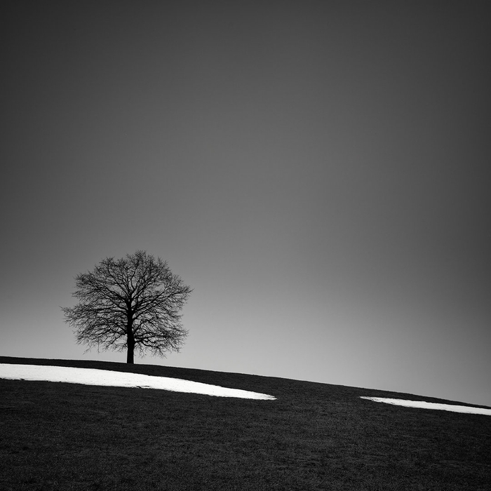 树,极简风光影像 摄影丨pierre pellegrini