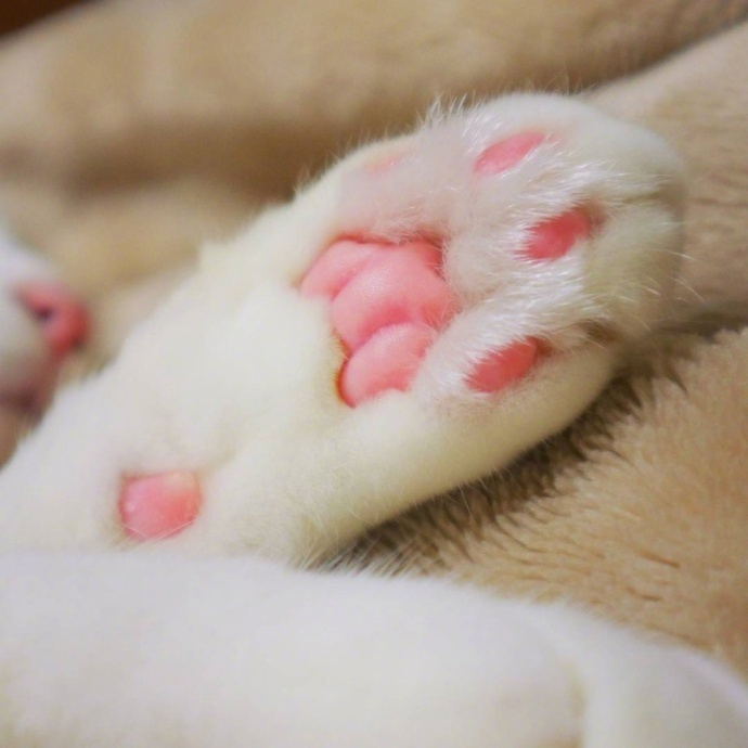 萌萌哒猫爪爪,收藏了.