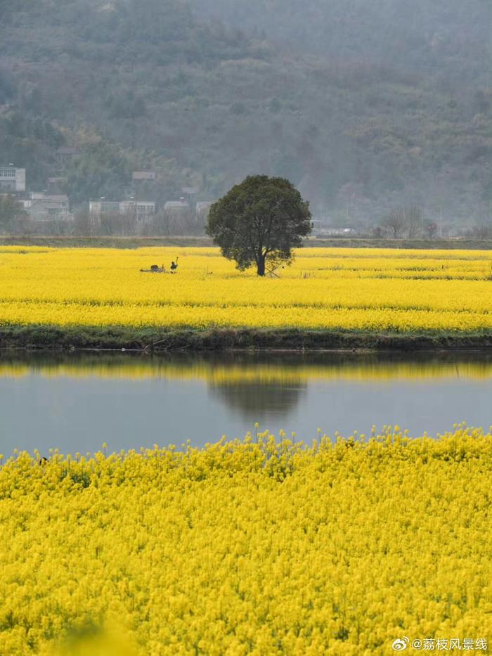 芜湖油菜花图片