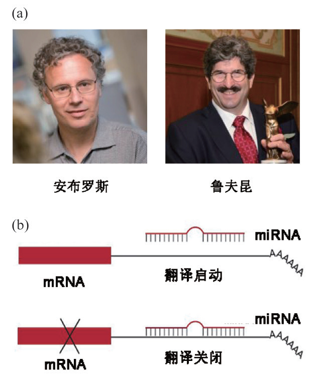 150年前一项微不足道的研究，成长为收获9次诺贝尔奖的最前沿|米歇尔|RNA|科塞尔|塞勒|诺贝尔奖|核酸|诺贝尔生理学或医学奖|疫情|生物学 ...
