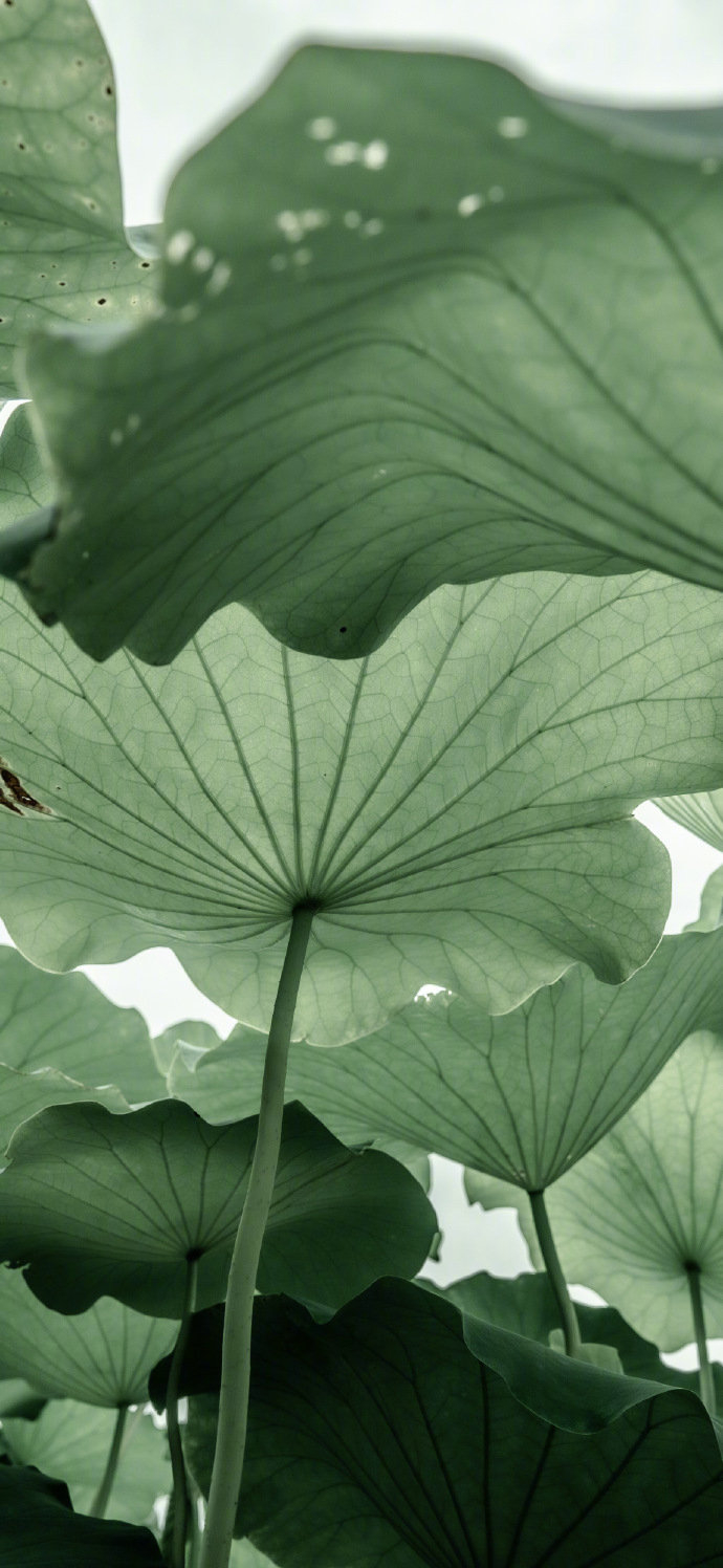 这种水墨绿太好看了