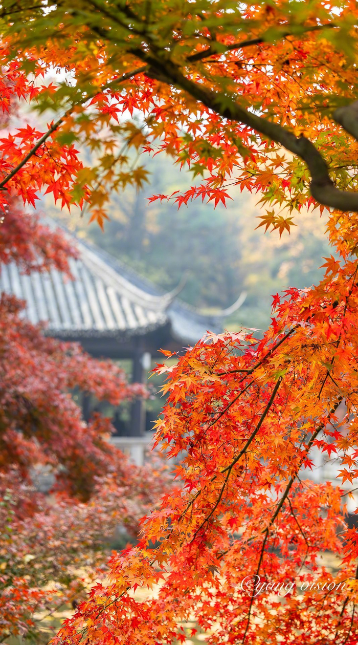 苏州常熟初冬清晨的虞山公园彩叶斑斓