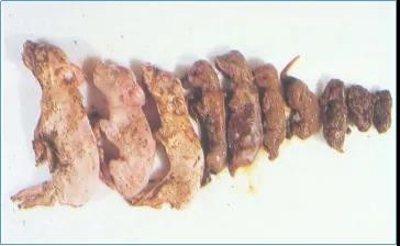 狗为什么会得细小?