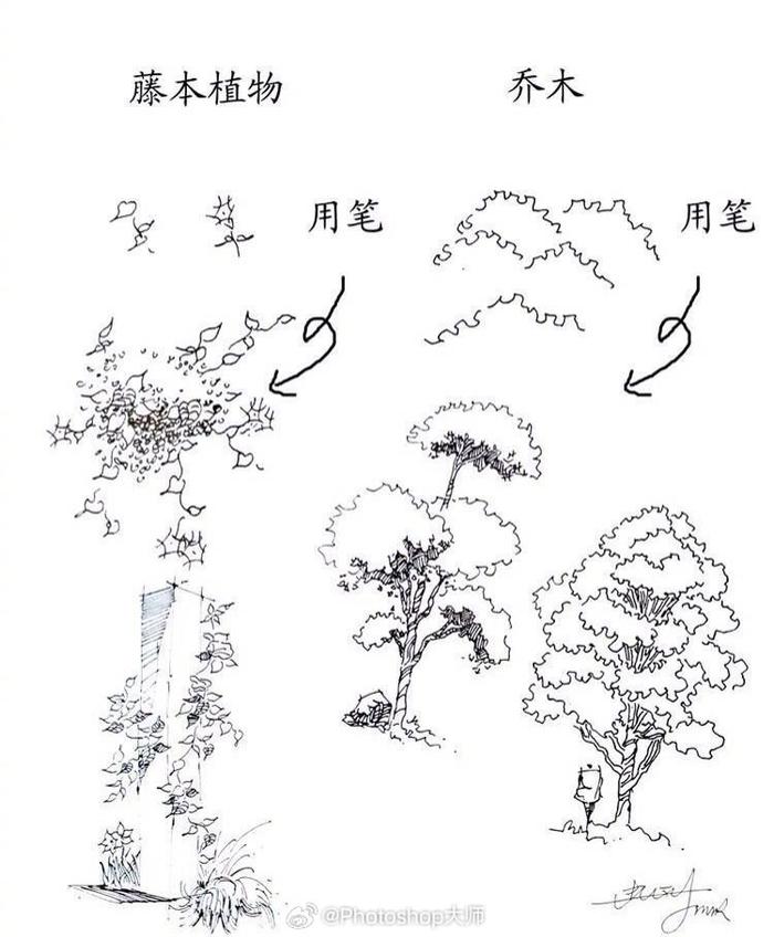 植物速写技法