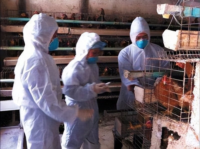 37国已扑杀4800万只家禽,欧洲爆发史上最大禽流感!正随候鸟传播