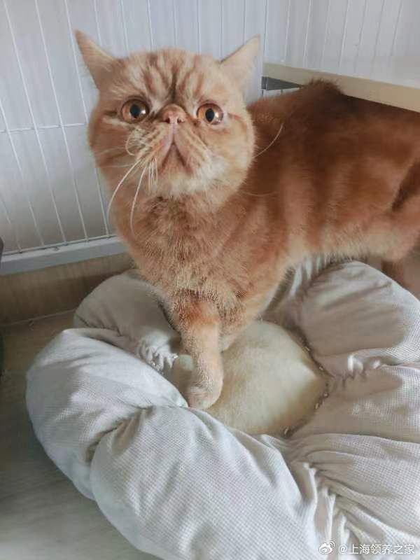 加菲猫扁扁性格温和2岁左右弟弟已绝育喜欢的后台私信我们啊