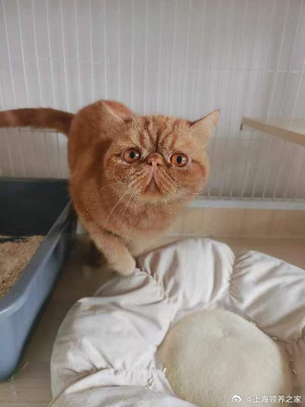 加菲猫扁扁性格温和2岁左右弟弟已绝育喜欢的后台私信我们啊
