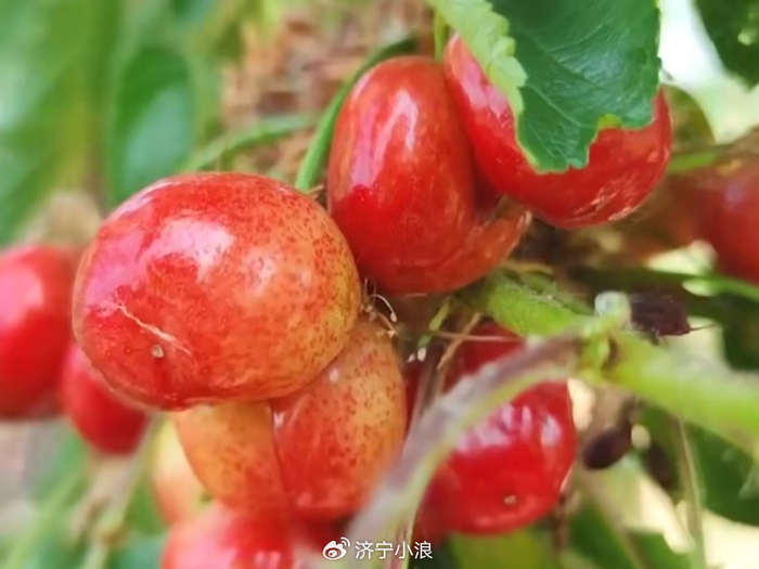 济宁樱桃红,待君来采摘!