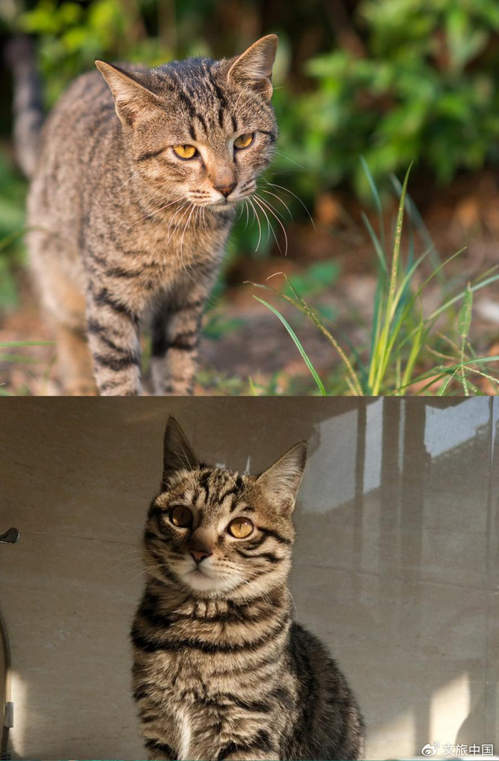 你好中国 | 战斗能力TOP级别的中华猫猫__财经头条