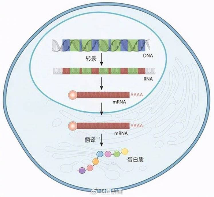 2023年诺贝尔生理学或医学奖公布:研究让mRNA疫苗成为可能__财经头条