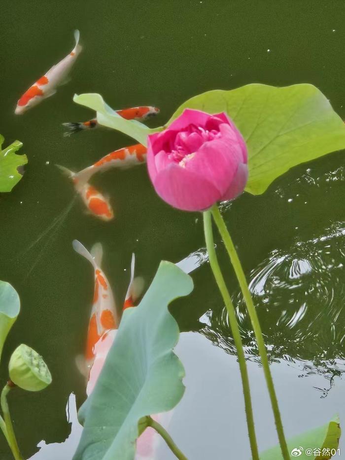 荷花图片 鱼儿图片